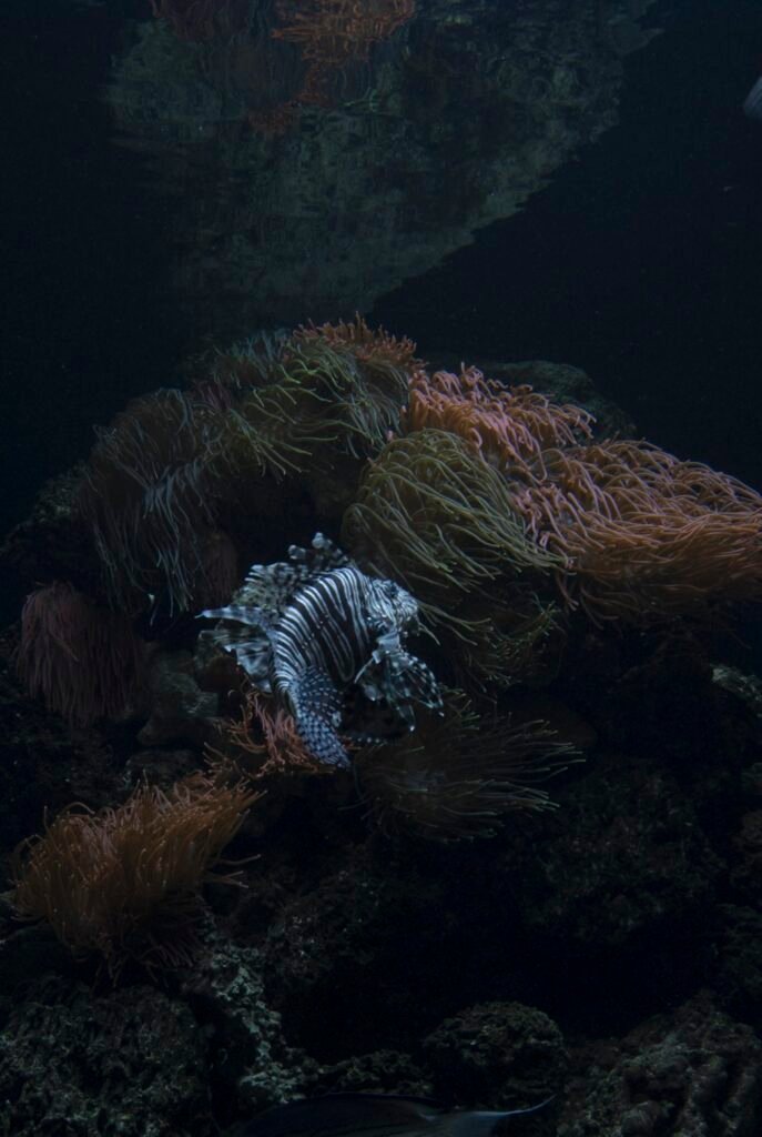 PHROOM // Atlantis, Oriane Thomasson