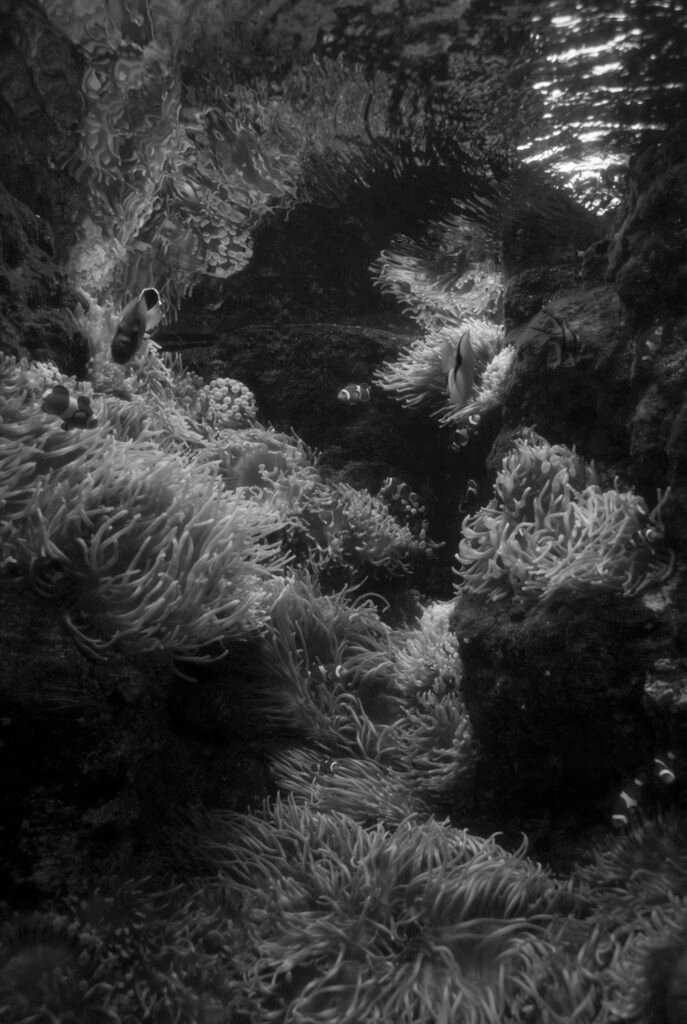 PHROOM // Atlantis, Oriane Thomasson