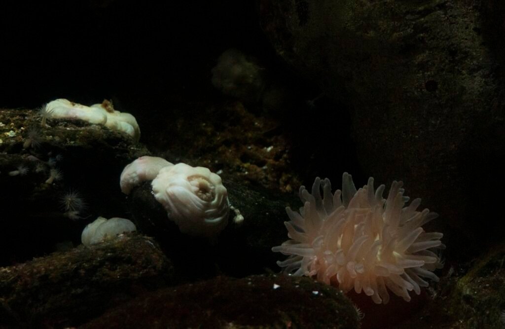 PHROOM // Atlantis, Oriane Thomasson