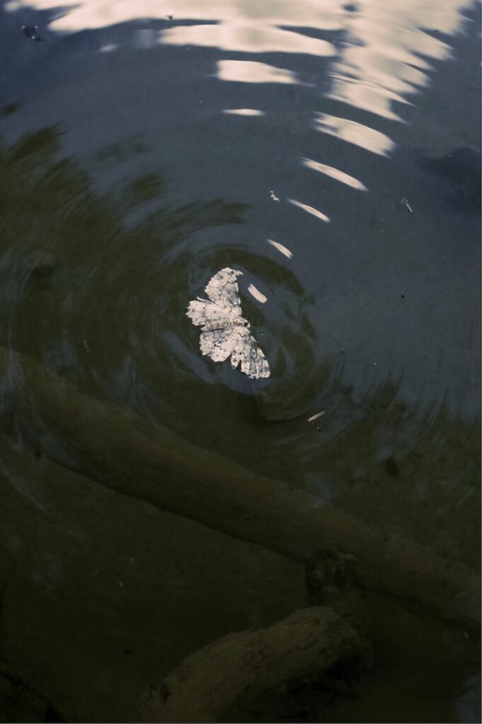 PHROOM // Valentina Doddato