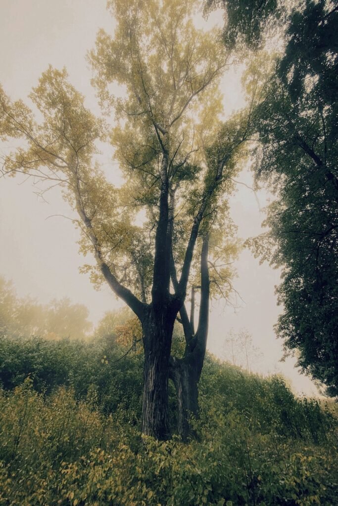 PHROOM // Valentina Doddato