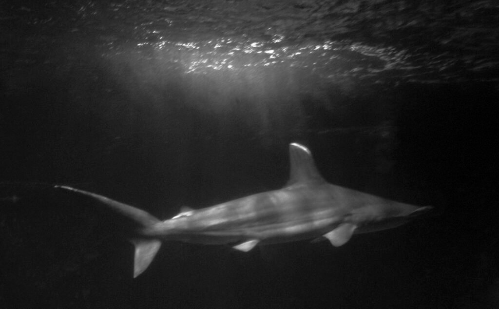 PHROOM // Atlantis, Oriane Thomasson
