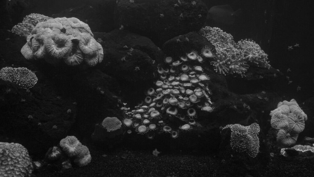 PHROOM // Atlantis, Oriane Thomasson
