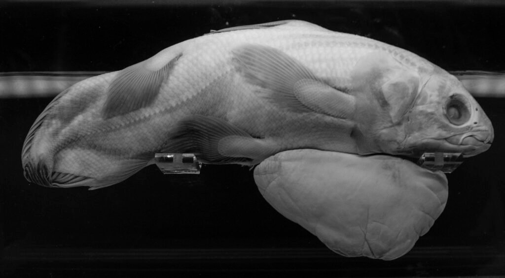 PHROOM // Atlantis, Oriane Thomasson