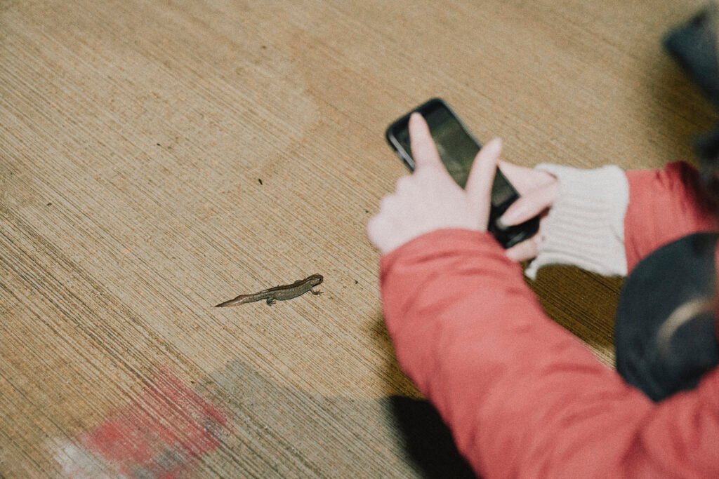 PHROOM // Francesco Guttilla