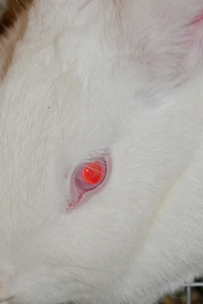 PHROOM // Kristina Rozhkova