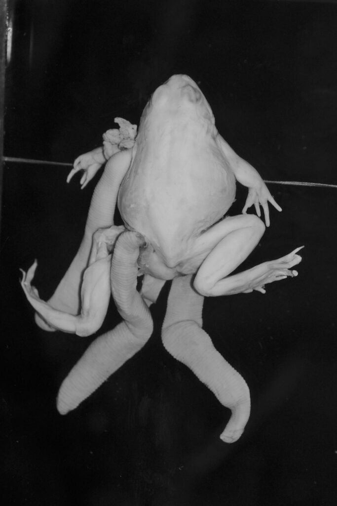 PHROOM // Kristina Rozhkova