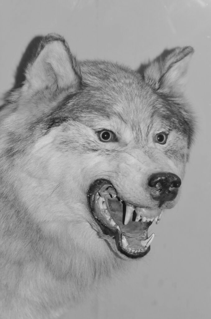 PHROOM // Kristina Rozhkova