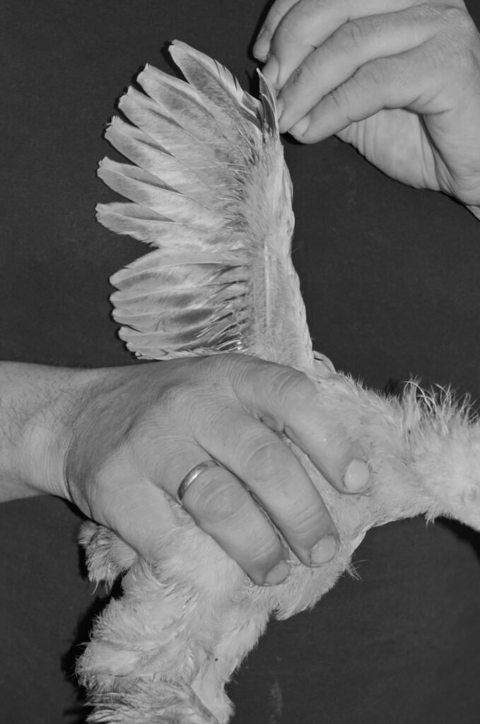 PHROOM // Kristina Rozhkova