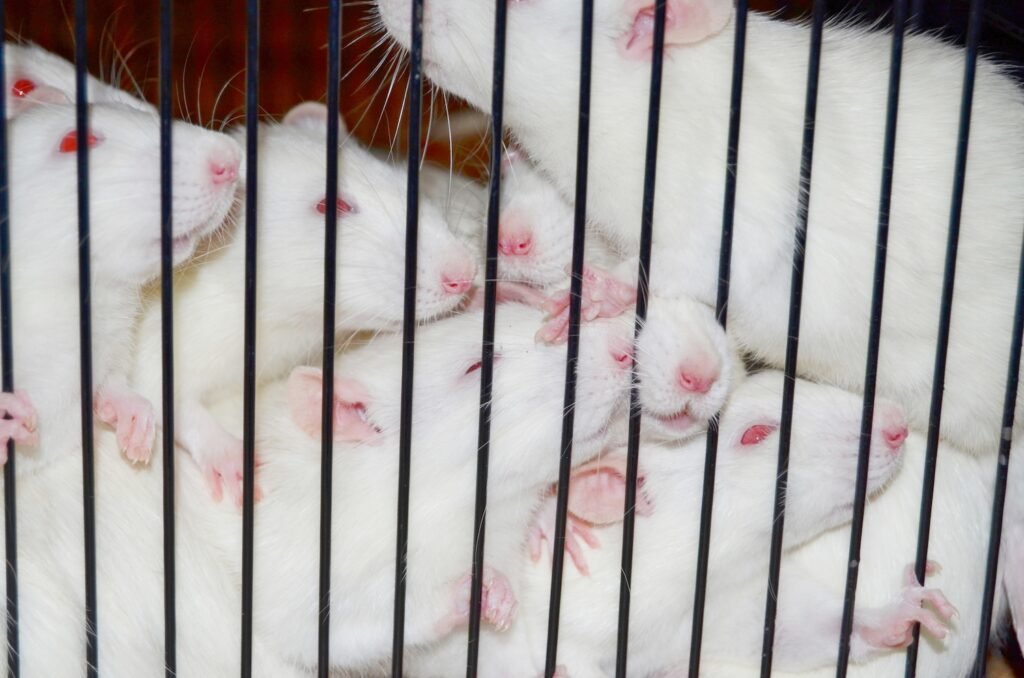 PHROOM // Kristina Rozhkova