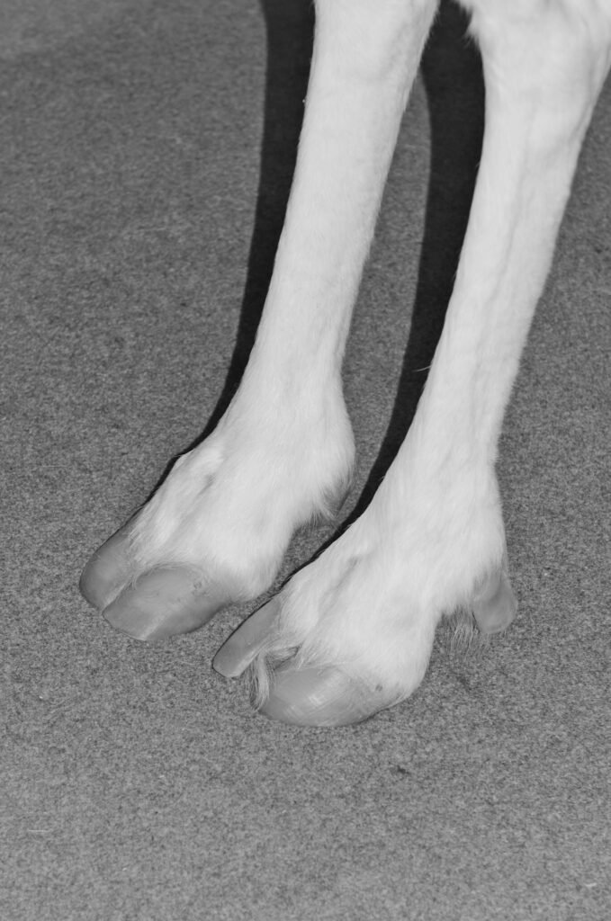 PHROOM // Kristina Rozhkova