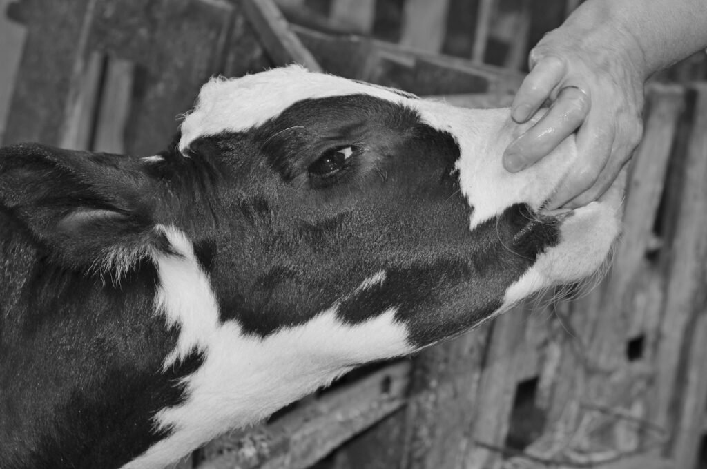 PHROOM // Kristina Rozhkova