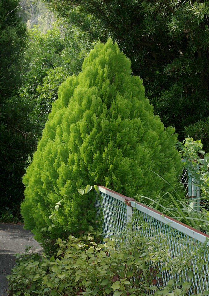 PHROOM // Uetsugu Kotomi