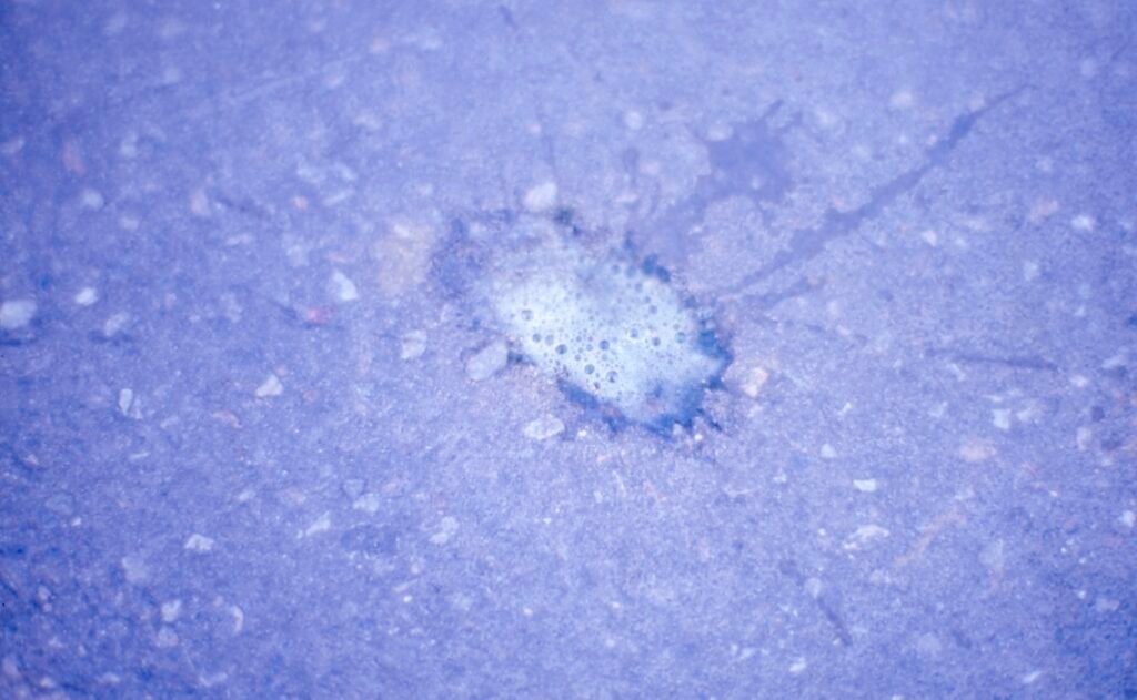 PHROOM // Marco Dapino