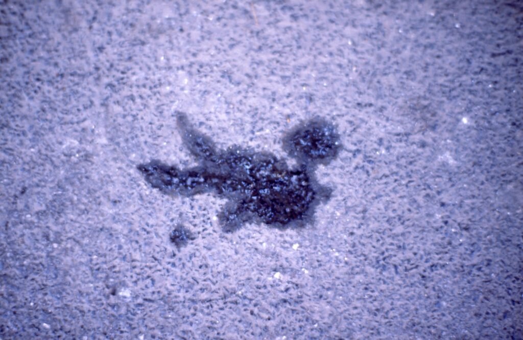 PHROOM // Marco Dapino