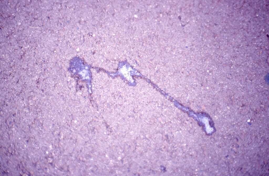 PHROOM // Marco Dapino