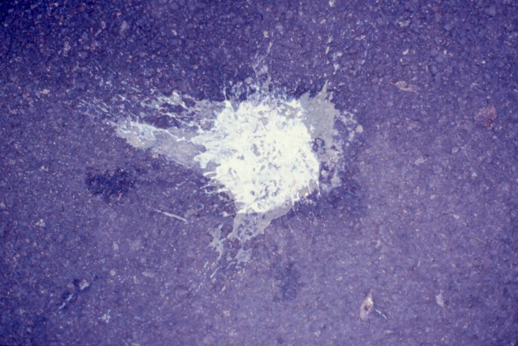 PHROOM // Marco Dapino