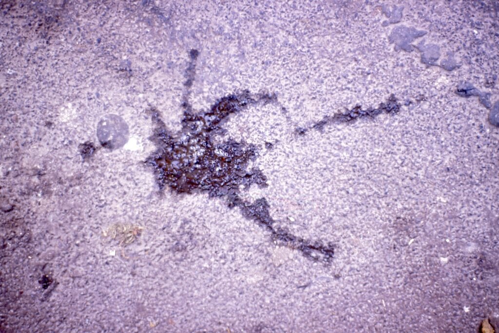 PHROOM // Marco Dapino