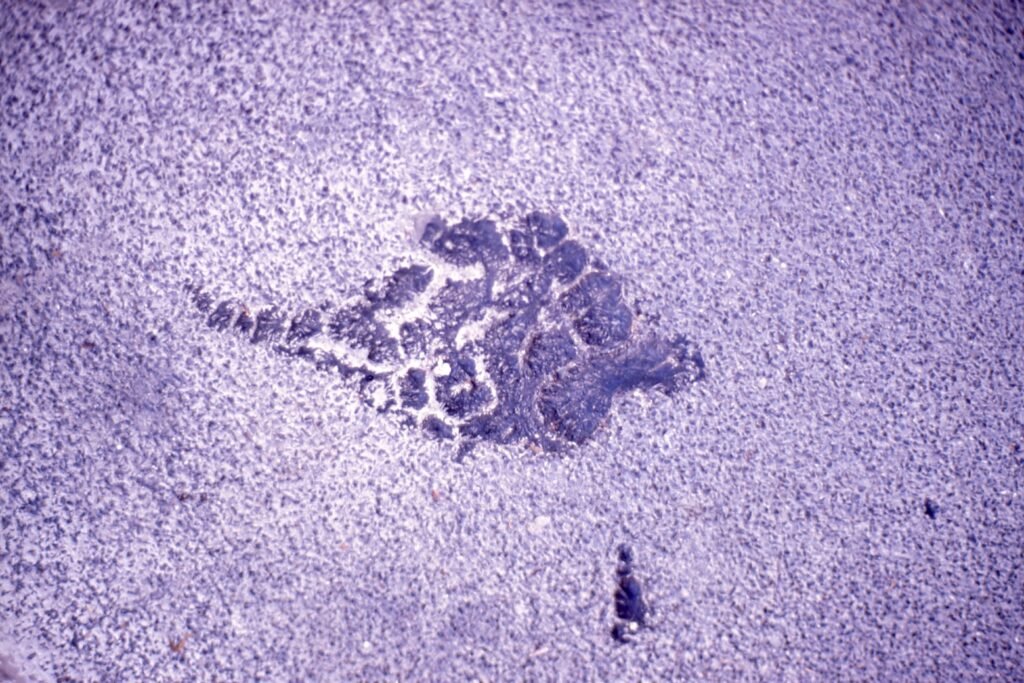 PHROOM // Marco Dapino