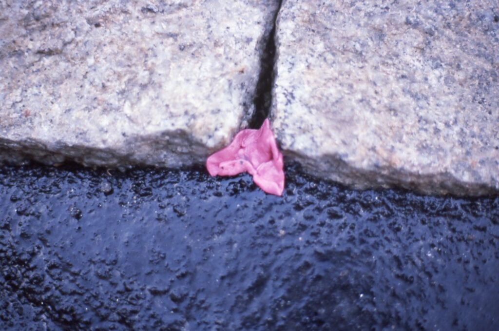 PHROOM // Marco Dapino