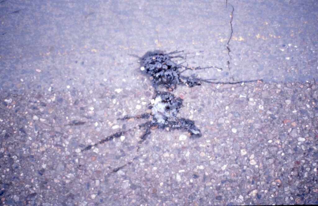 PHROOM // Marco Dapino