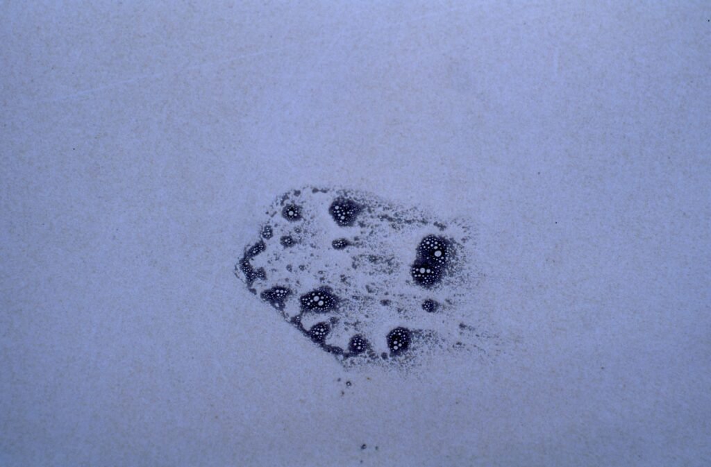 PHROOM // Marco Dapino