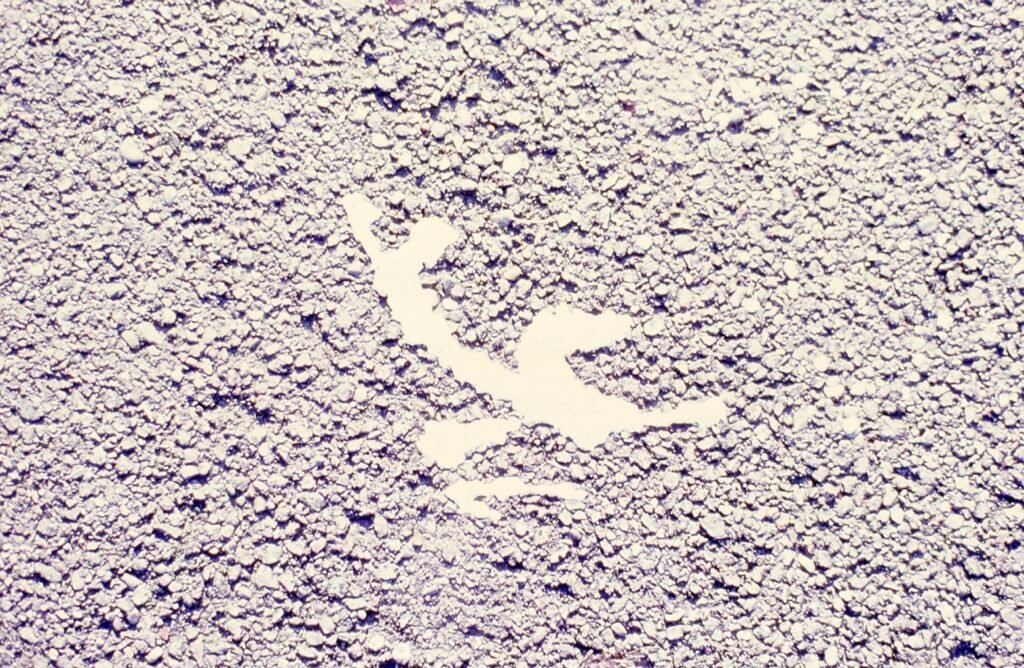 PHROOM // Marco Dapino