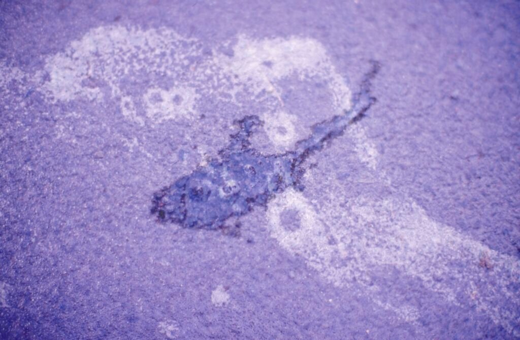 PHROOM // Marco Dapino