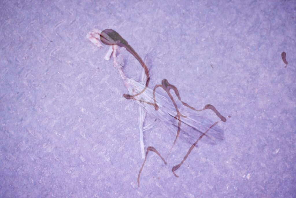 PHROOM // Marco Dapino