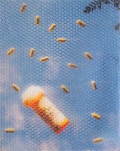 PHROOM  // Rosie Clements