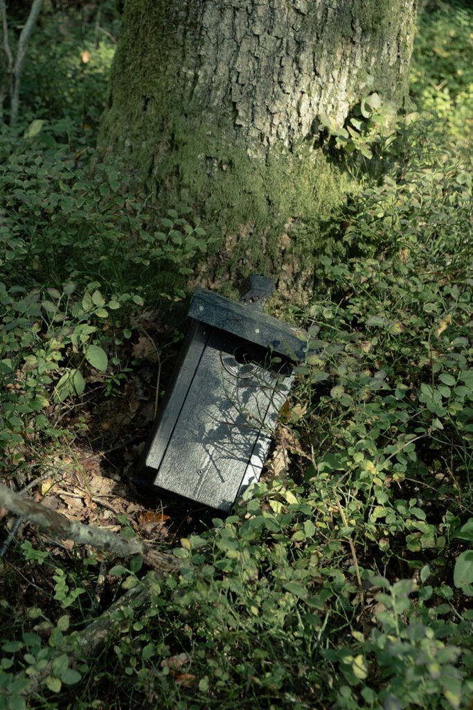 PHROOM // Alice Jankovic