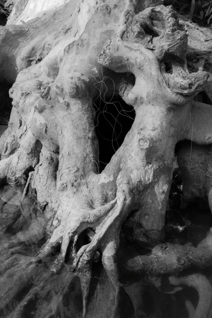 PHROOM // Caleb Stein, Down by the Hudson